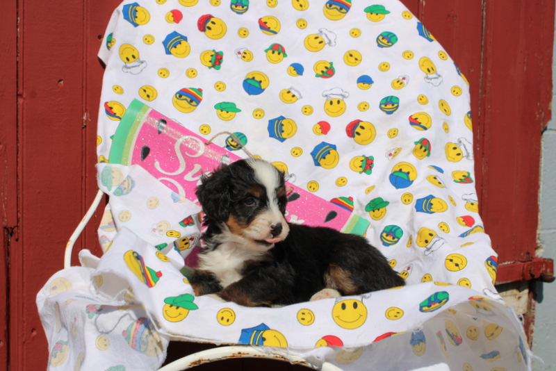 puppy, for, sale, Mini Bernedoodle F2, Matthew B. Stoltzfus, dog, breeder, Gap, PA, dog-breeder, puppy-for-sale, forsale, nearby, find, puppyfind, locator, puppylocator, aca